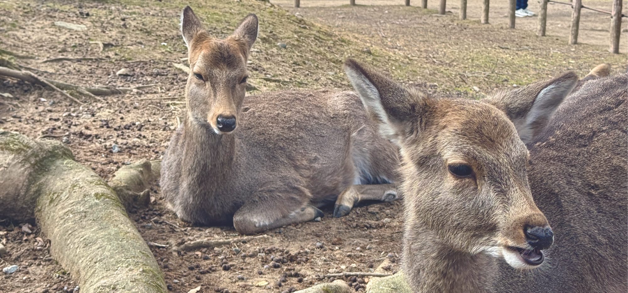 🦌 Day Trip to Nara: Deer, Temples, and a Dose of Reality