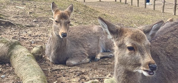 🦌 Day Trip to Nara: Deer, Temples, and a Dose of Reality